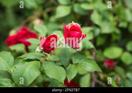 Fleurs de rose rouge. L'escalade des fleurs de rose au début de l'été. Banque D'Images