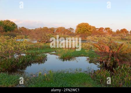 Green Cay nature Center and Wetlands, Boynton Beach, Palm Beach County, Floride. Banque D'Images