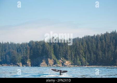 Le fluke de queue d'une baleine grise du Pacifique (Eschrichtius robustus) éclabousse dans l'eau de l'océan au large de la côte sauvage de l'île de Vancouver, C.-B., Canada n Banque D'Images