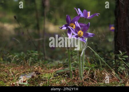 Patens Pulsatilla, pappeflower de l'est. Fleurs fleuries aux pétales violets et étamines jaunes au soleil au printemps dans la forêt. Paysage de printemps Banque D'Images