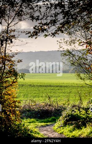 Sentier menant à des champs sous la voûte de branches, lumière du soleil chaude sur le champ à Chelmsford, Essex Banque D'Images