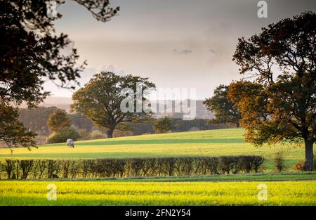 Un cheval seul paître dans un magnifique paysage de campagne d'été avec soleil tôt le soir, ombres basses et chênes à Galleywood, Chelmsford Essex Banque D'Images