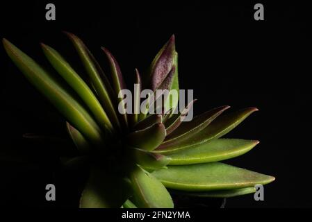 Crassula Capitella Susupulent plante, résumé macro gros plan Banque D'Images