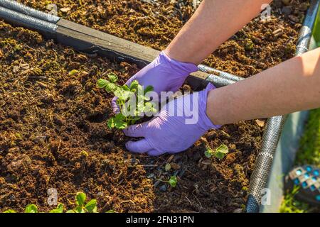 Vue rapprochée des mains des femmes en gants travaillant avec des plantes de fraise dans un lit surélevé à collier de palette. Concept de jardinage. Suède. Banque D'Images