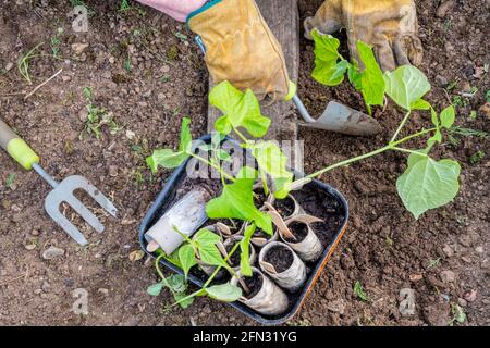 Femme plantant des plantes de Tendergreen de fève naine, Phaseolus vulgaris, cultivées dans de vieux rouleaux de toilette. Banque D'Images