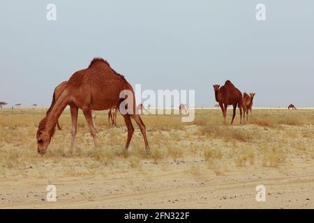 chameau dans une ferme - animal du désert Banque D'Images