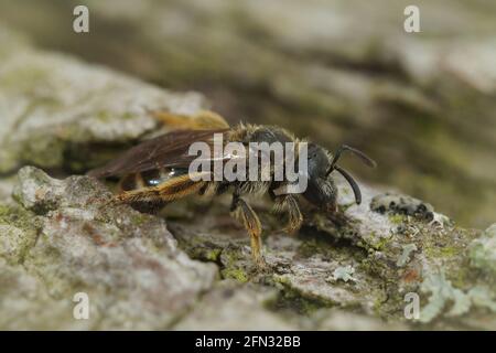 Gros plan d'une abeille femelle à sillon commun Lasioglossum calceatum on une pierre de mousse Banque D'Images