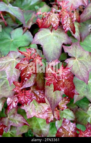 Acer cappadocicum «rubrum» érable Cappadocien rouge – nouvelle croissance des feuilles avec des feuilles à ailes ridées et pourpres, mai, Angleterre, Royaume-Uni Banque D'Images