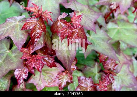 Acer cappadocicum «rubrum» érable Cappadocien rouge – nouvelle croissance des feuilles avec des feuilles à ailes ridées et pourpres, mai, Angleterre, Royaume-Uni Banque D'Images