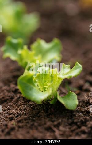 Plantules de laitue « Leny » (Lactuca sativa var.capitata) Banque D'Images