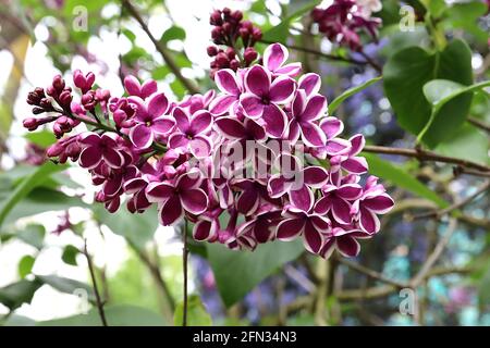 Syringa vulgaris ‘détection’ sensation lilas – fleurs violets simples à bords blancs en panicules coniques, mai, Angleterre, Royaume-Uni Banque D'Images