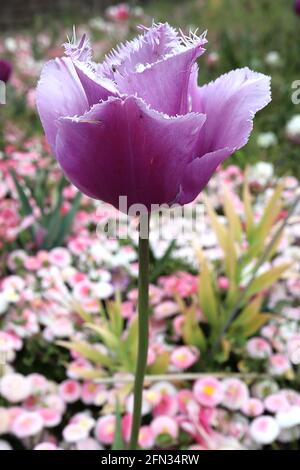 Tulipa «Héron Bleu» 7 tulipe à fines herbes bleues – fleurs violettes, bords roses lavande, franges blanches, mai, Angleterre, ROYAUME-UNI Banque D'Images