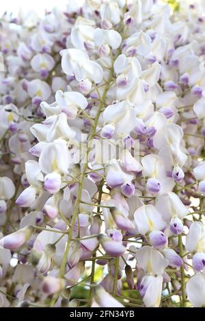 Wisteria floribunda Kimono Wisteria floribunda 'White with Blue Eye' fleurs blanches avec une bande centrale jaune pâle et des pointes violettes, May, Angleterre, Royaume-Uni Banque D'Images