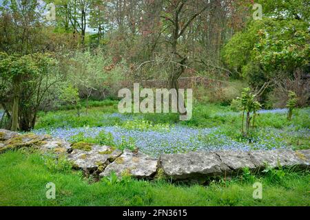 Chaffinch dans Wildflower Garden Masham North Yorkshire Angleterre Banque D'Images