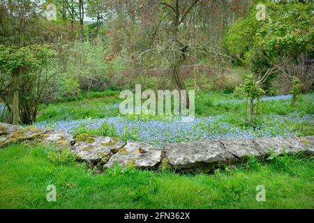 Chaffinch dans Wildflower Garden Masham North Yorkshire Angleterre Banque D'Images