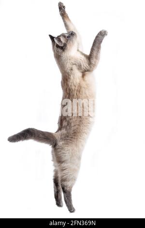 Le chat se tient sur ses pattes arrière sur un fond blanc. La race de chat thaïlandais attrape la poire sur un front de corde avec des pattes, isolées sur le blanc Banque D'Images