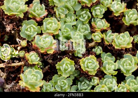 Couverture de sol matte de formation Rhodiola Pachyclados Banque D'Images