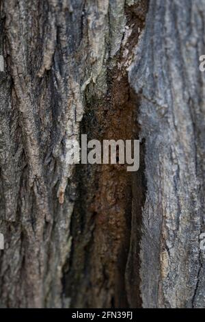 Bois humide d'arbre malade suintant le flux de chaux liquide fermenté sous pression déversant de la fissure dans le tronc. Flux de chaux infection et bactéries de l'arbre de wetwood. Banque D'Images