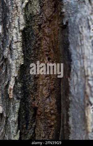 Flux de chaux arbre malade gros plan la maladie du bois humide suintant le liquide noir de l'écorce. Infection bactérienne de l'arbre. Banque D'Images