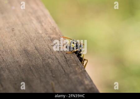 Morcellement en gros plan à la recherche de nourriture. La vie des insectes. Banque D'Images