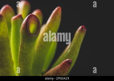 Macro gros plan d'une plante succulente de Crassula Ovata Banque D'Images