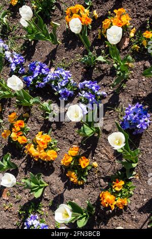 Vue de dessus Tulips blancs (Tulipa) et jardin Pansy (Viola × wittrockiana) lit de fleurs dans le parc au printemps, Deak ter, Sopron, Hongrie Banque D'Images