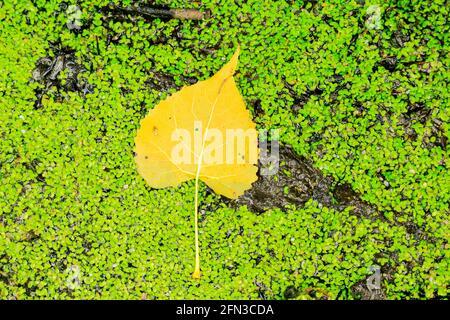 Feuille de cotonwood de l'est (Populus deltoides) sur le dessus de la duckweed en automne. Réserve naturelle de Salt Creek, comté de Cook, Illinois. Banque D'Images