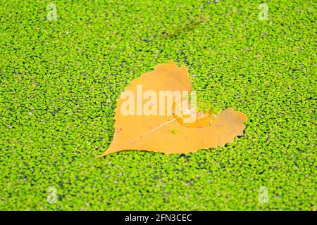 Feuille de cotonwood de l'est (Populus deltoides) sur le dessus de la duckweed en automne. Réserve naturelle de Salt Creek, comté de Cook, Illinois. Banque D'Images