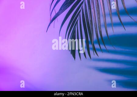 Ombre des feuilles tropicales de palmier dans la lumière du néon. Présentation fluorescente, couleur ultraviolette. Banque D'Images