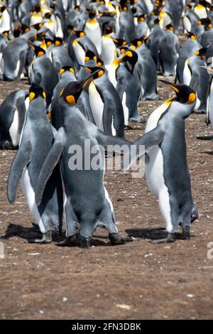 Une grande colonie de pingouins du roi à Volunteer point, dans les îles Falkland. Banque D'Images