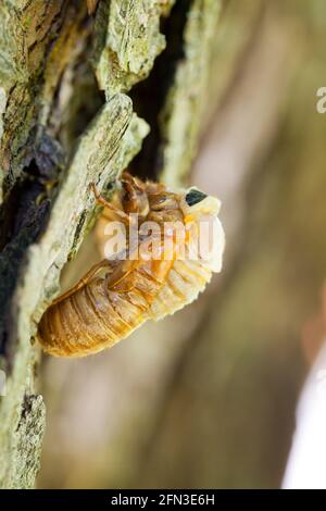 Brood X cicada (Magicicada) mue émergeant de l'exosquelette , mai 2021 - Virginia USA Banque D'Images