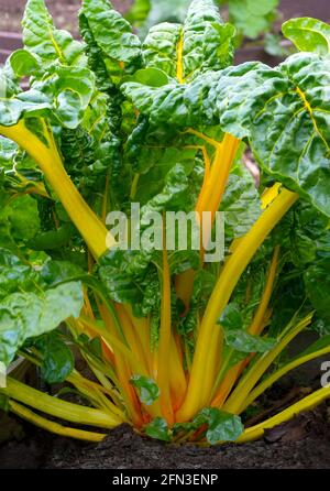 image verticale d'un verger suisse arc-en-ciel jaune entier , cultivé sur une parcelle ou dans un espace de copie de jardin ci-dessus Banque D'Images