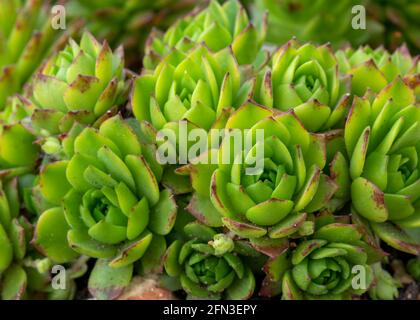 groupe de plantes alpines succulentes vertes sempervivum dans un jardin rocaillerie , marco tourné dans un foyer sélectif flou d'arrière-plan pour aider à copier l'espace Banque D'Images