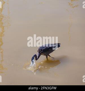 Fente de Héron bleu pour les petits poissons dans l'estuaire de la marée Du fleuve Fraser à Steveston Colombie-Britannique Canada Banque D'Images