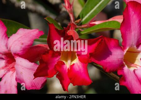 Fleurs adenium roses et rouges avec arrière-plan flou Banque D'Images