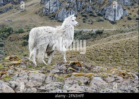 Llama (Lama Glama) au parc national d'El cajas ou au parc national de cajas est un parc national dans les hautes terres de l'Équateur. Banque D'Images