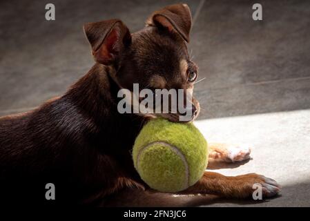 Mignon petit chien brun chihuahua jouer et s'amuser avec une balle de tennis Banque D'Images