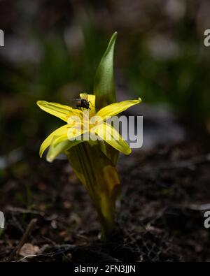 Une mouche assise sur une fleur de lys de truite jaune, Erythronium americanum, qui grandit dans les montagnes Adirondack, dans la nature sauvage de NY au début du printemps Banque D'Images