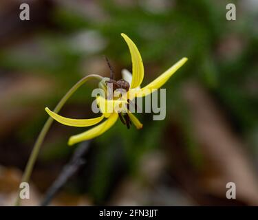 Une araignée florale assise sur une fleur de lys de truite jaune, Erythronium americanum, qui grandit dans les montagnes Adirondack, dans la nature sauvage de NY au début du printemps Banque D'Images