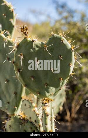 Paquets de Thorns Stick Out de Cactus en forme de coeur dans Parc national de Saguaro Banque D'Images
