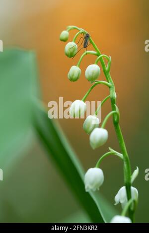 Lily-de-la-vallée, Convallaria majalis plante avec bourgeons et moustique au printemps Banque D'Images