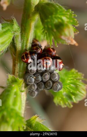 Nymphes nouvellement éclos de l'insecte de bouclier Carpocoris purpureipennis sur l'agrimonie commune, Agrimonia eupatoria plante Banque D'Images