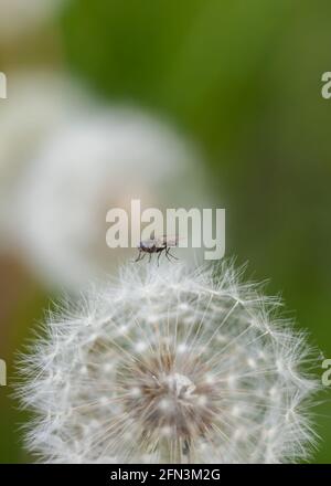 Gros plan de pissenlit est allé à la graine avec la mouche de maison atterri sur le dessus. Fond vert bokeh. Cycle de vie des pissenlits. Banque D'Images