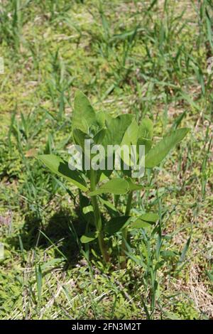 Une plante d'herbe à lait commune dans un champ, avant la floraison Banque D'Images