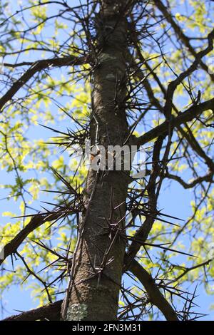 Épines sur la Bark d'un arbre sauvage de criquets de miel Banque D'Images
