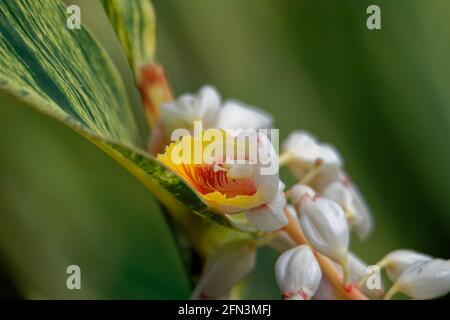 gros plan de jour de fleurs de gingembre coquillage Banque D'Images