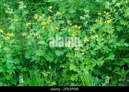 Chelidonium majus, fleurs jaunes de printemps de plus grande célandine Banque D'Images