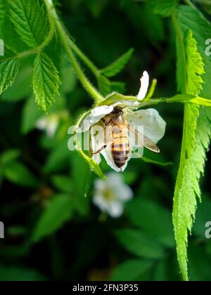 Abeille sur la fleur de fraise sauvage, Ubatuba, Sao Paulo Banque D'Images