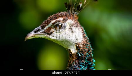 Un gros plan de profil d'UN Peacock femelle Banque D'Images