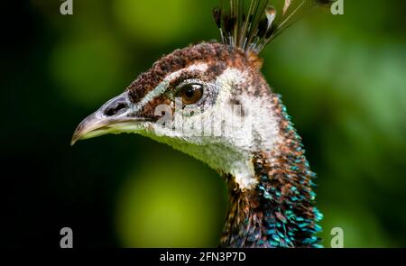 Un gros plan de profil d'UN Peacock femelle Banque D'Images